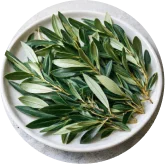 Oleuropein Olive Leaf Extract
