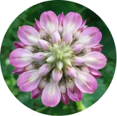 Kudzu Flower Extract